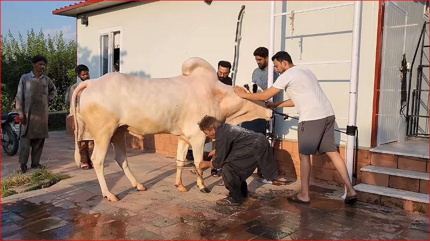Image of Qurbani in Eid ul Adha 2025 in India